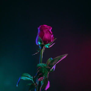 Meet your Posher, Rose